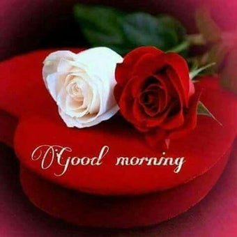 Immagine 0 per Good Morning Flowers