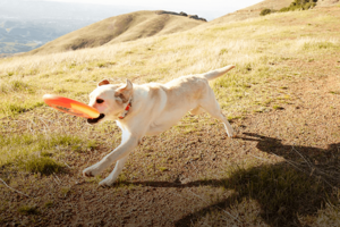 Google Photos Desktop Upl…的第1张图片
