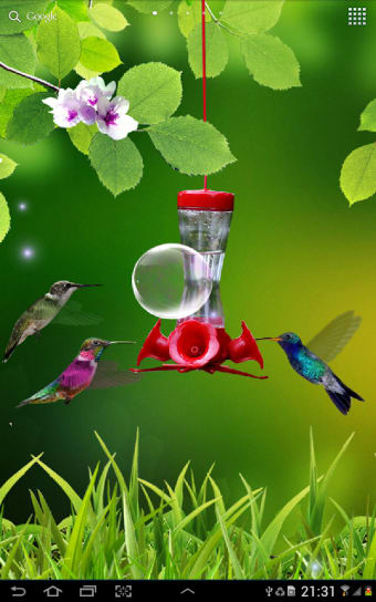 Hummingbirds wallpaper