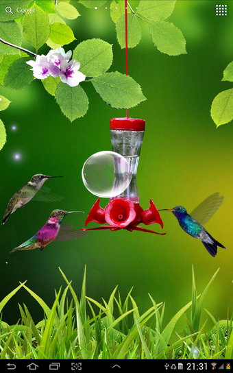 Image 0 for Hummingbirds wallpaper