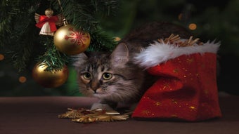Imagen 0 para Cats Jigsaw Puzzles