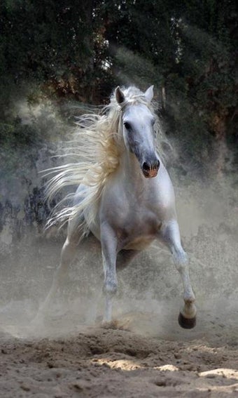 500 Amazing Horse Picture…の画像0