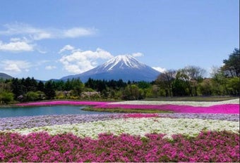 Image 0 for Beautiful Flower Garden