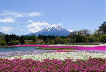 Beautiful Flower Garden