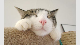 Image 0 pour Cats Anytime