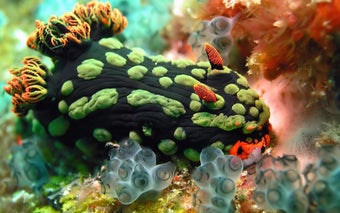 Imagen 0 para Marine Life Puzzle