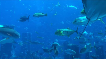 Image 0 pour aquarium 4k live wallpape…