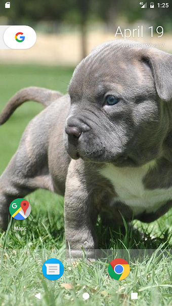 Bild 0 für Pitbull Pup Wallpaper HD