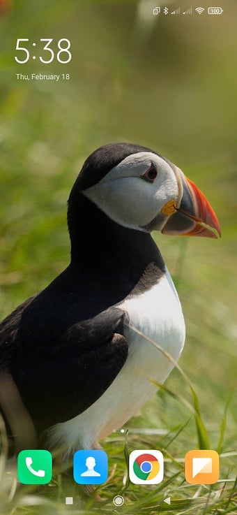 Obraz 0 dla Puffin Wallpapers