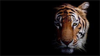 Obraz 0 dla Animal Portraits PREMIUM