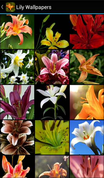 Immagine 0 per Lily Wallpapers