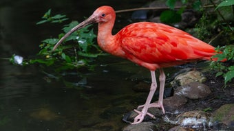 Birds Jigsaw Puzzle的第0张图片