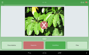 Quiz: Flowers, Plantsの画像0