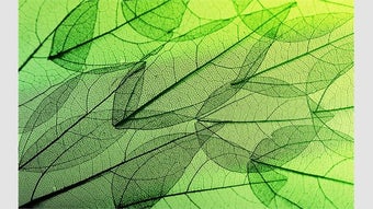 Image 0 pour Leafy Structures