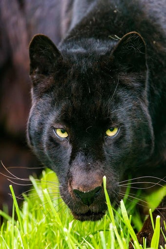 Bild 0 für Black Panther Live Wallpa…