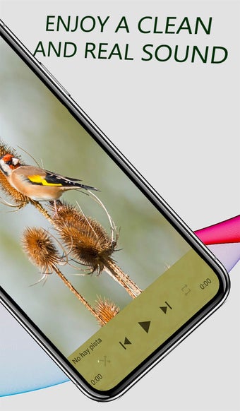 Immagine 0 per Cante de Jilguero campero