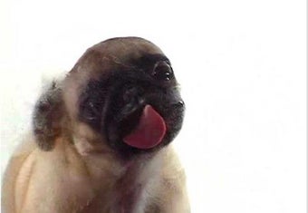 Image 2 for Licking Dog Screen Clean