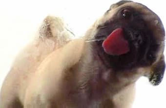 Licking Dog Screen Clean