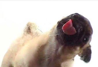 Imagen 1 para Licking Dog Screen Clean