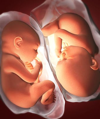 Image 0 pour Pregnancy Week by week
