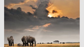 Obraz 0 dla An African Safari