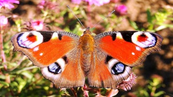 Butterfly Jigsaw Puzzles