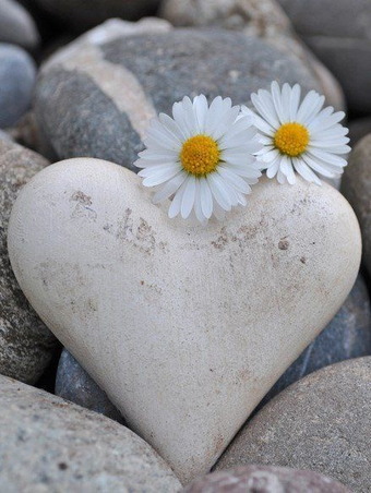 Immagine 0 per Daisy Wallpapers