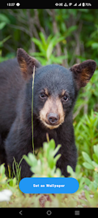 Imagen 0 para Black Bear Wallpaper
