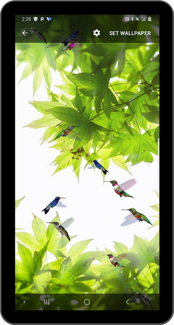 Obraz 0 dla Birds Flying Live Wallpap…