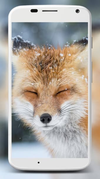 Fox Wallpaper HD