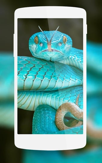 Bild 0 für Snake Wallpaper HD