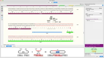 Image 0 for SnapGene