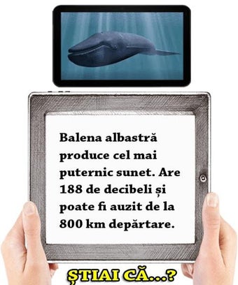 Obraz 0 dla Stiai ca?