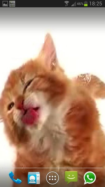 CAT LICKS LIVE WALLPAPER …の画像0