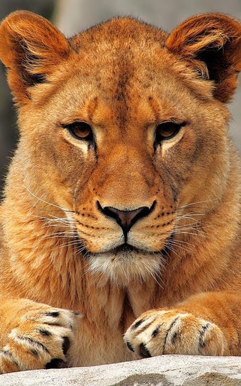 Immagine 0 per Wallpapers HD Backgrounds