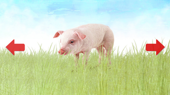 Imagen 0 para Animals for Kids