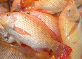 Imagen 0 para Guide to Freshwater Fish …