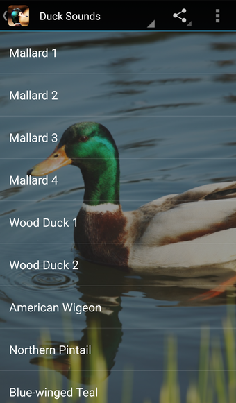 Duck Sounds的第0张图片