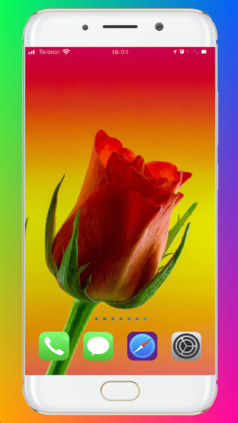 Image 0 pour Red Rose Wallpaper