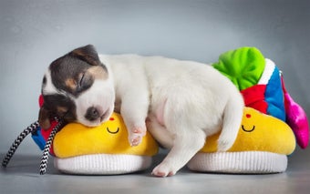 Bild 0 für Q Puppy Live Wallpaper