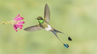 Bild 0 für National Geographic Hummi…