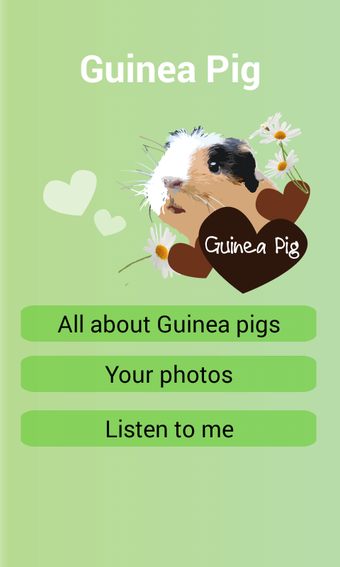 Guinea Pigs - all about