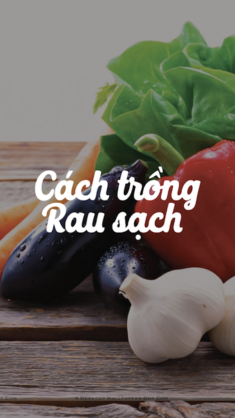 Trồng rau sạch