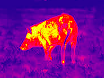 Immagine 0 per Infrared New Camera: New …