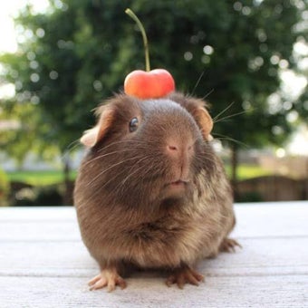 Guinea Pig Wallpapers HD的第0张图片