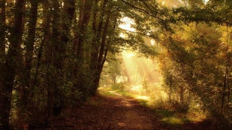 Forest Jigsaw Puzzle的第0张图片