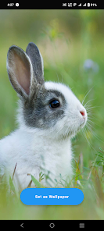 Baby Rabbit Wallpaper的第0张图片