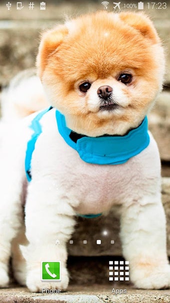 Bild 0 für Pom Dog Live Wallpaper