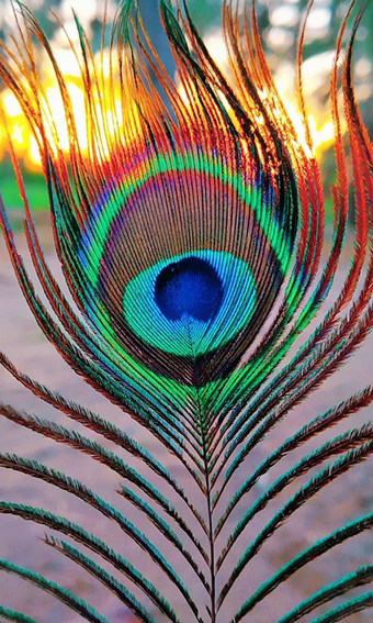 Obraz 0 dla Peacock Feather HD Wallpa…