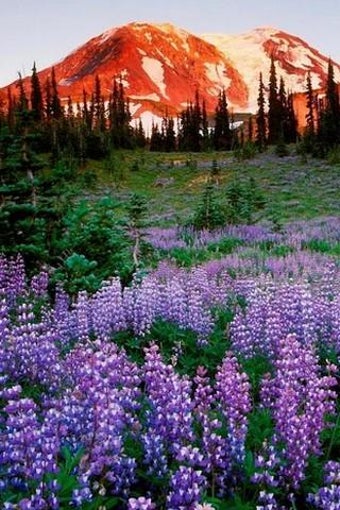 Image 0 pour com.submad.SMWallpaper